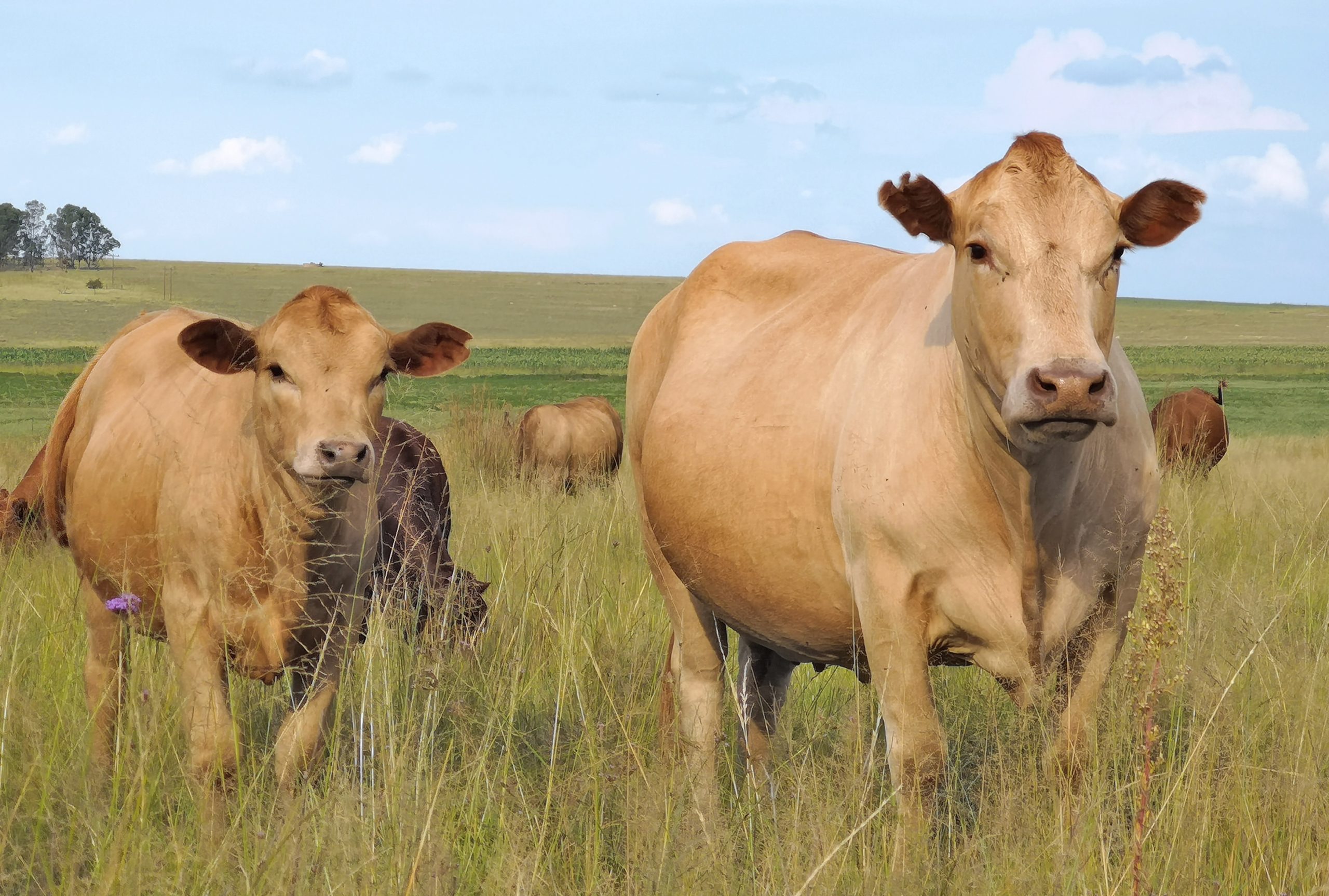 tuli cattle females